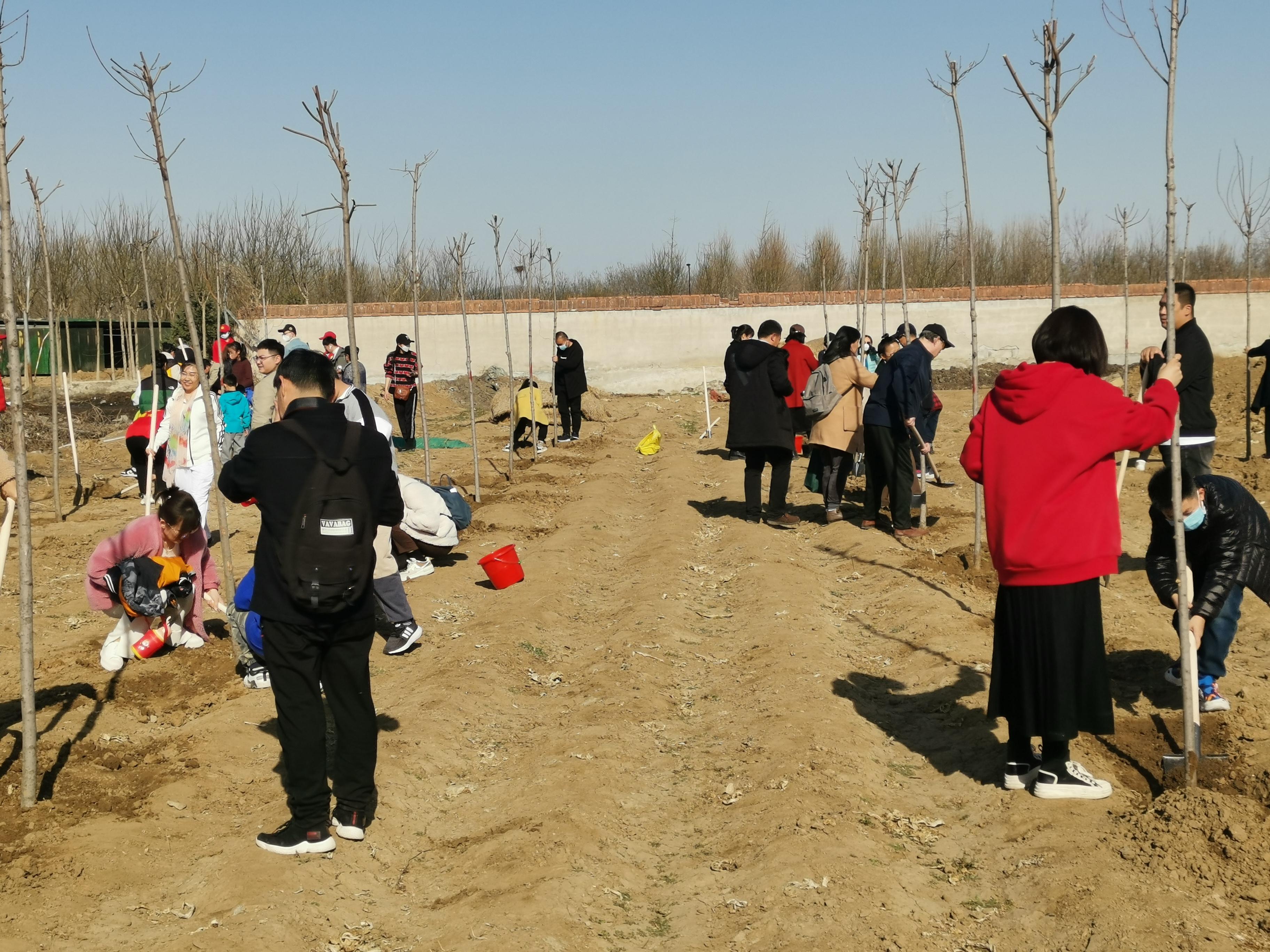 擁抱春天，播種綠色，放飛希望——三河市開展3·12植樹活動-圖4